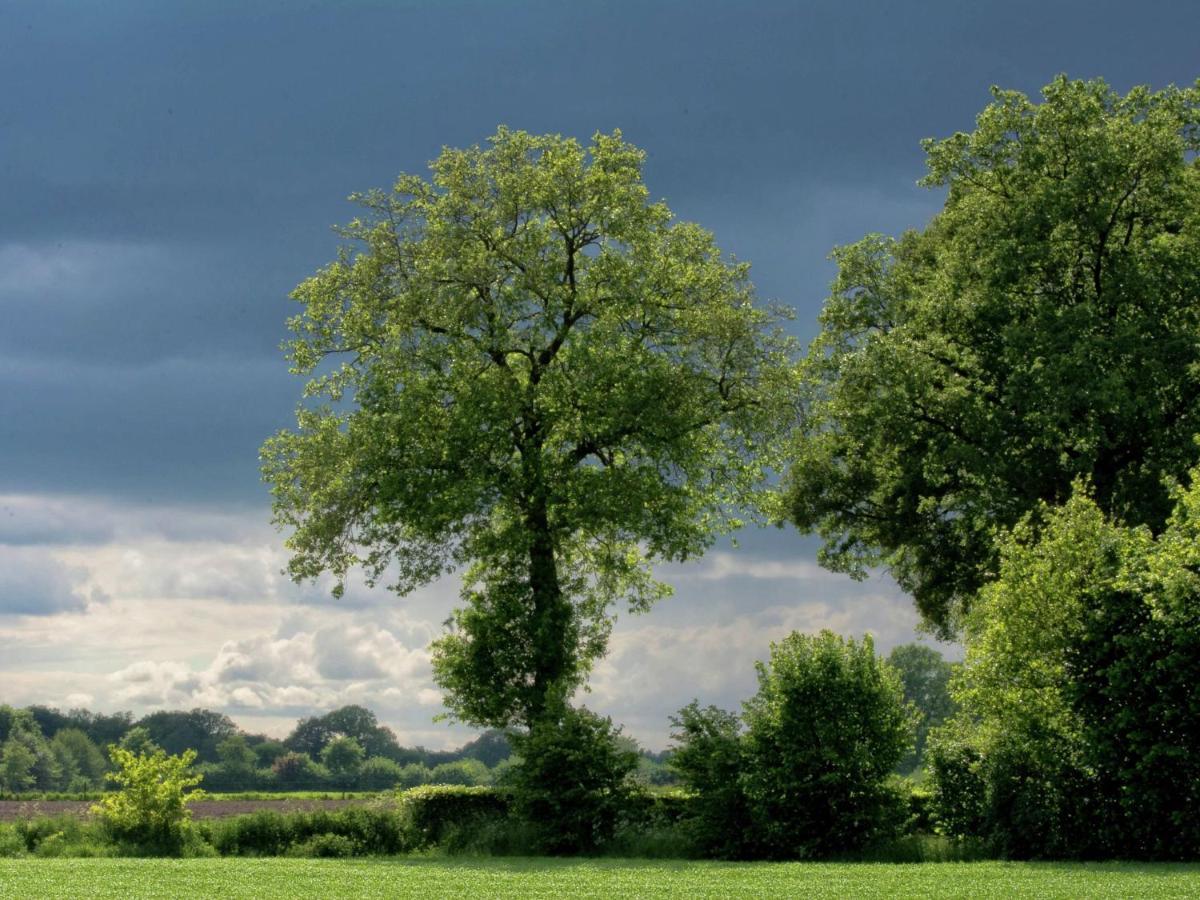 Monumental Farm In The Ash Landscape Villa Geesteren  Luaran gambar