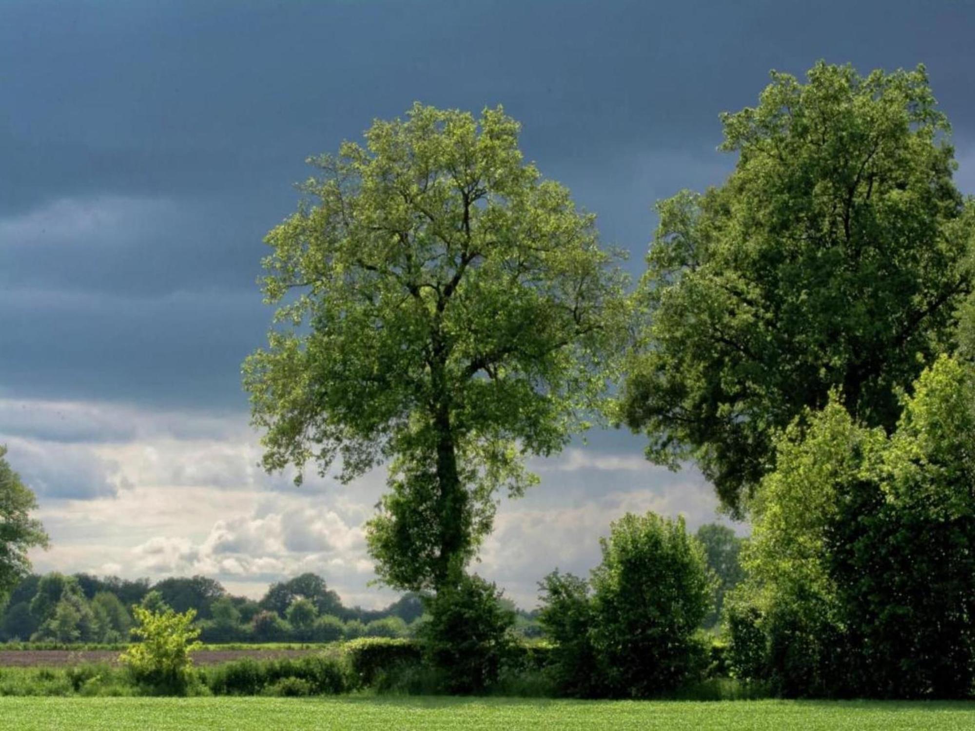 Monumental Farm In The Ash Landscape Villa Geesteren  Luaran gambar