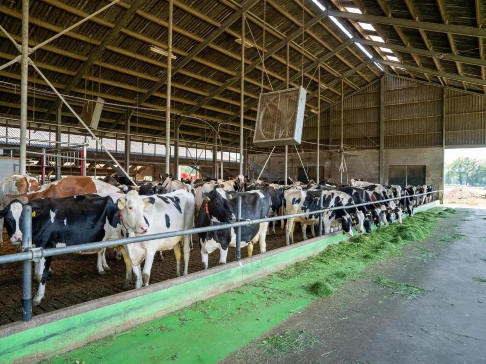 Monumental Farm In The Ash Landscape Villa Geesteren  Luaran gambar